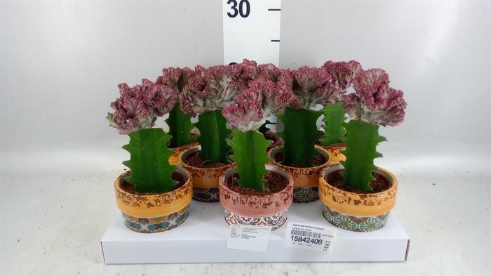 <h4>Euphorbia lactea 'Cristata'</h4>