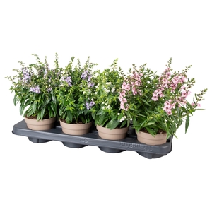 Angelonia mix in tray
