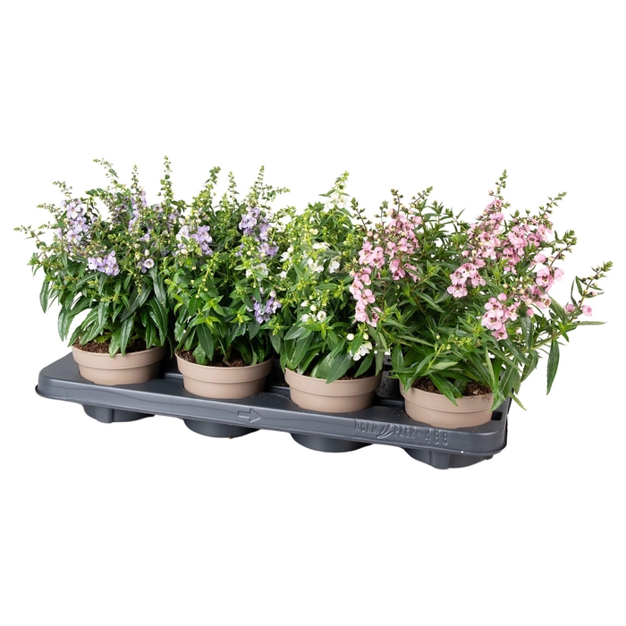 <h4>Angelonia mix in tray</h4>