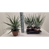 arr8 Aloe Arborescens