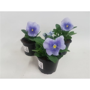 Viola grootbloemig licht blauw