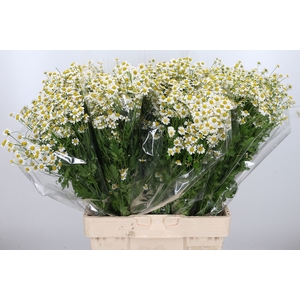 Tanacetum Pa Single Vegmo