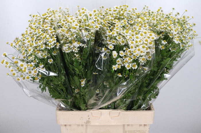 <h4>Tanacetum Pa Single Vegmo</h4>