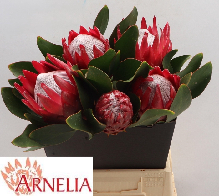 <h4>PROTEA CY MADIBA</h4>