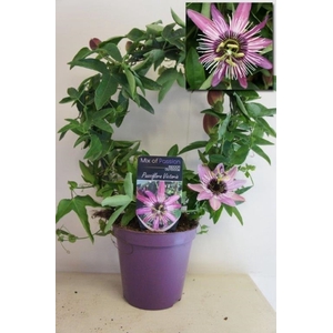 PASSIFLORA VICTORIA