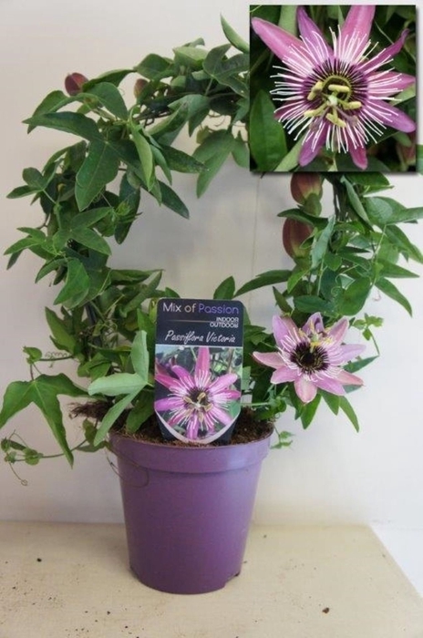 <h4>PASSIFLORA VICTORIA</h4>