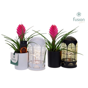 LED Lichtbal Vogels glazen planter met Tillandsia
