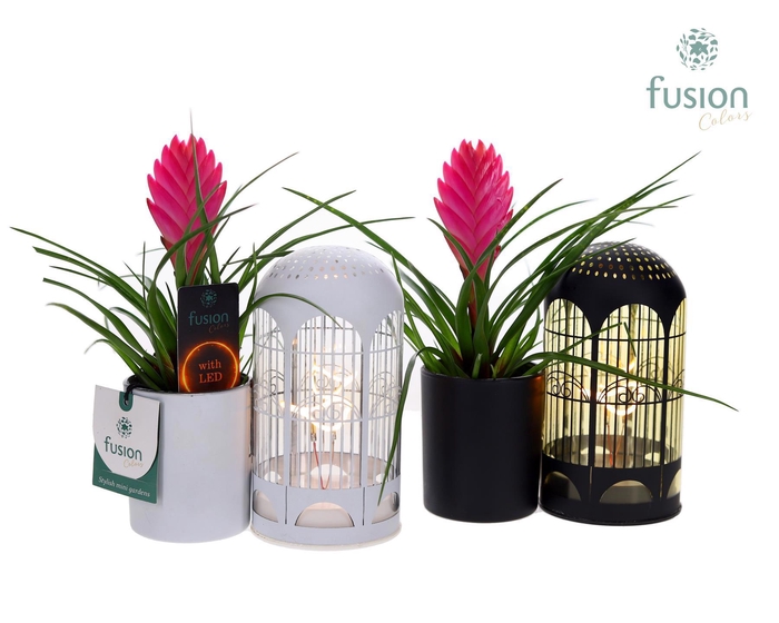<h4>LED Lichtbal Vogels glazen planter met Tillandsia</h4>
