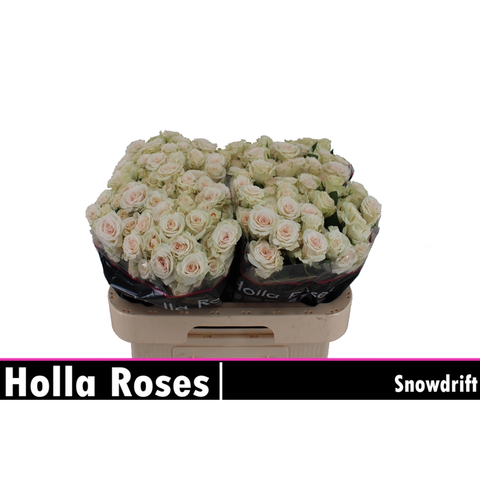 <h4>R TR TR SNOWDRIFT</h4>