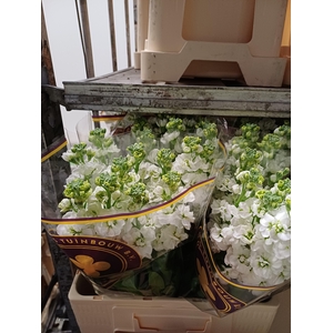 Matth Stox White