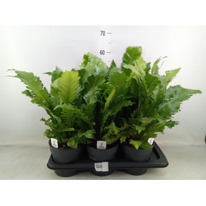 Asplenium nidus 'Campio'