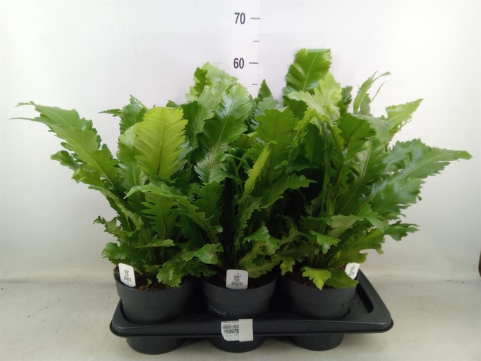 <h4>Asplenium nidus 'Campio'</h4>