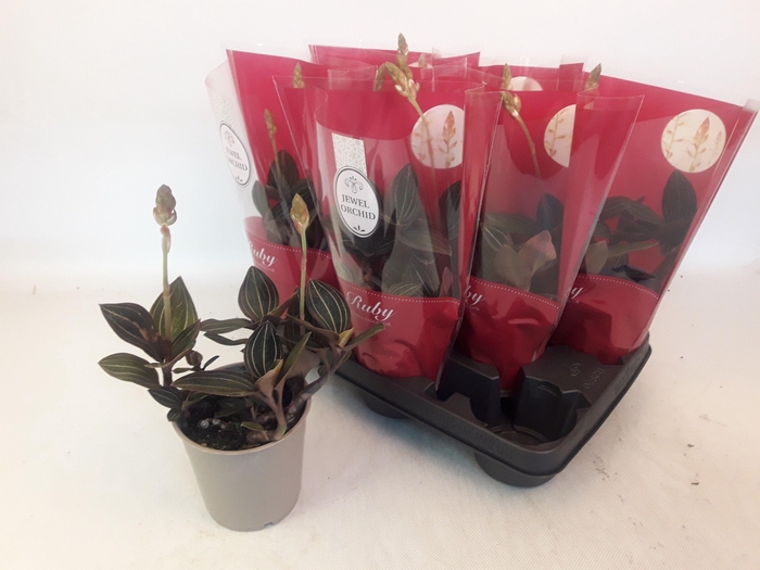 <h4>LUD DISCOLOR</h4>