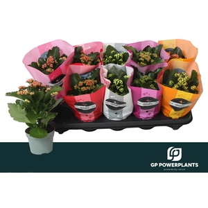 KAL GE PERF GEM 5 KL