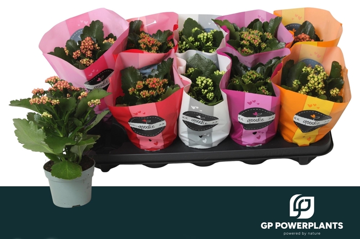 <h4>KAL GE PERF GEM 6 KL</h4>