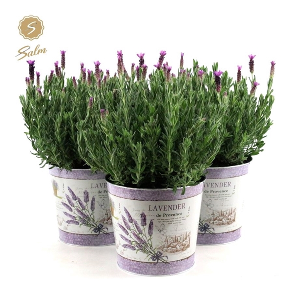 <h4>Lavandula st. 'Anouk'® Collection P19 in Zinc Lavender</h4>