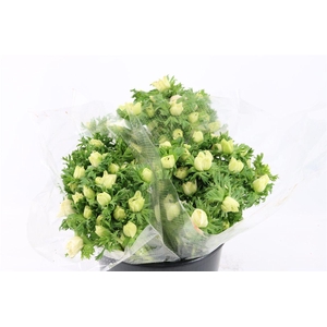 Anem Marianne Panda White