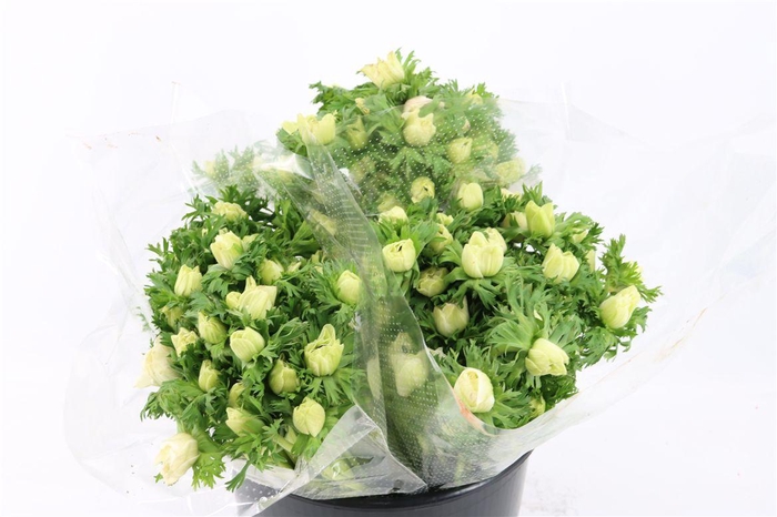 <h4>Anem Marianne Panda White</h4>