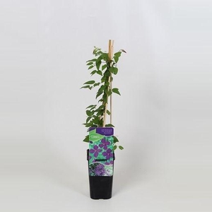 Clematis Polish Spirit