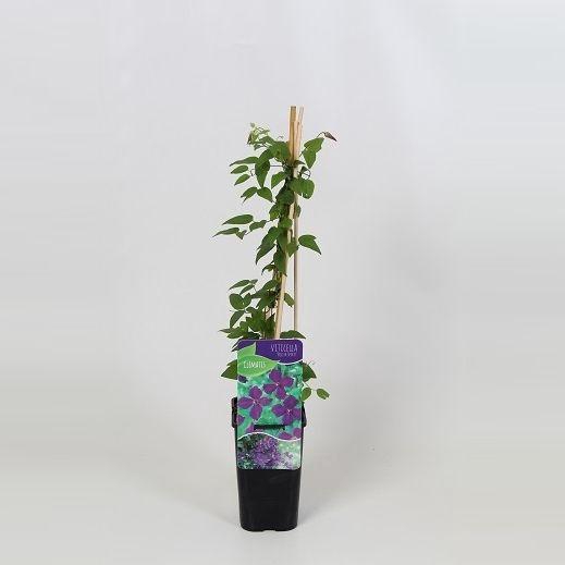 <h4>Clematis Polish Spirit</h4>