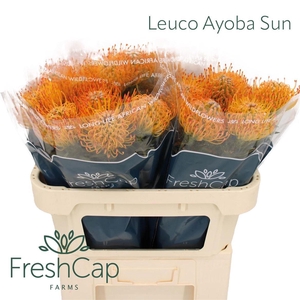 LEUCO AYOBA SUN