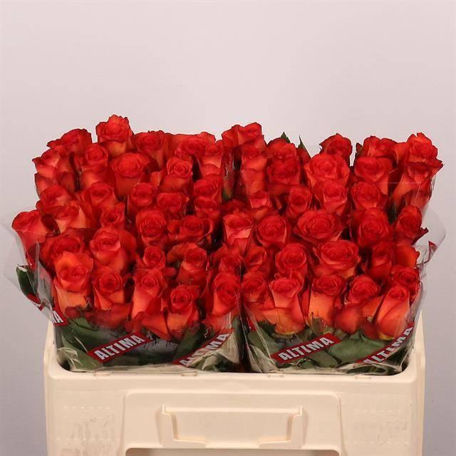 <h4>R GR METEOR</h4>