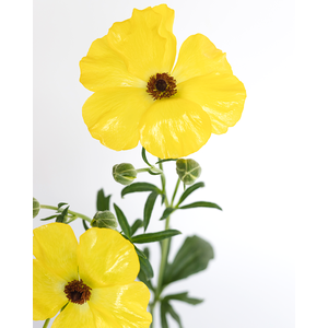 RAN. BUTTERFLY PHYTALOS EC