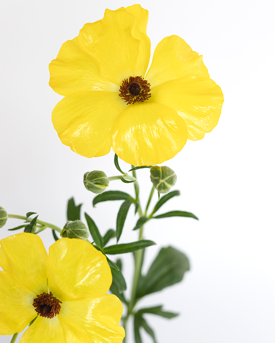 <h4>RAN. BUTTERFLY PHYTALOS EC</h4>