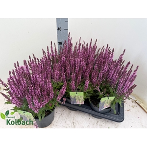 SALVIA NE SE DP ROSE
