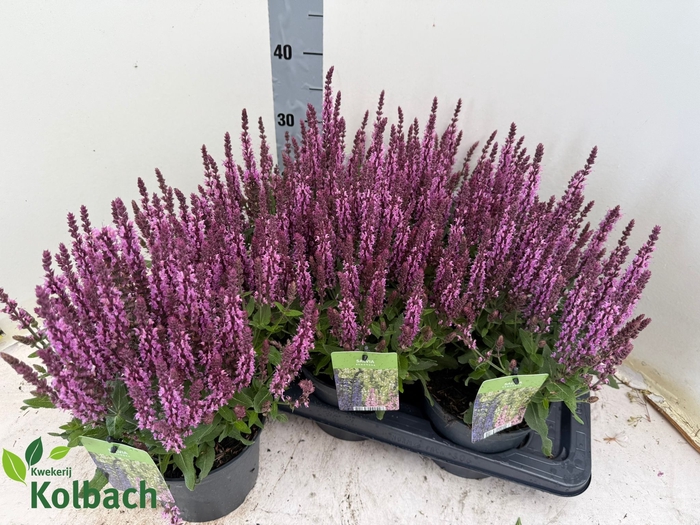 <h4>SALVIA NE SE DP ROSE</h4>