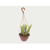 CACTUS RABO DE GATO C18