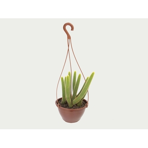 CACTUS RABO DE GATO C18