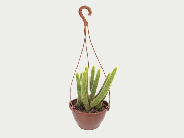 CACTUS RABO DE GATO C18