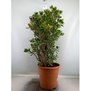 Crassula ovata