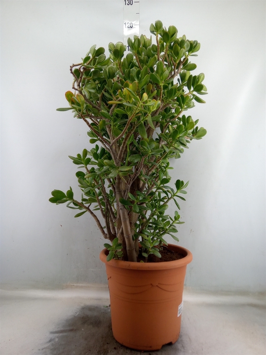 <h4>Crassula ovata</h4>