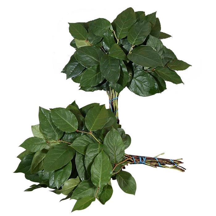 <h4>Salal Mini AIR</h4>