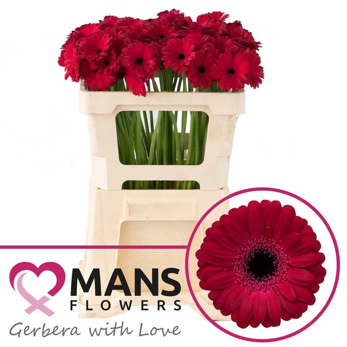 <h4>GE MI DIANA</h4>