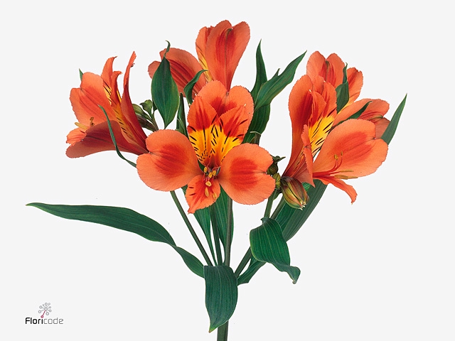 Alstr Orange Queen Fu