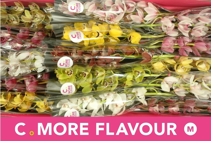 <h4>CYMB MI GEM</h4>