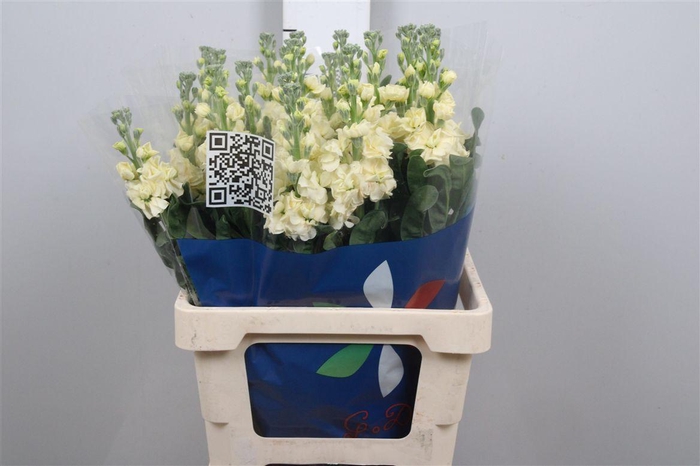 <h4>Matth Iron Yellow</h4>