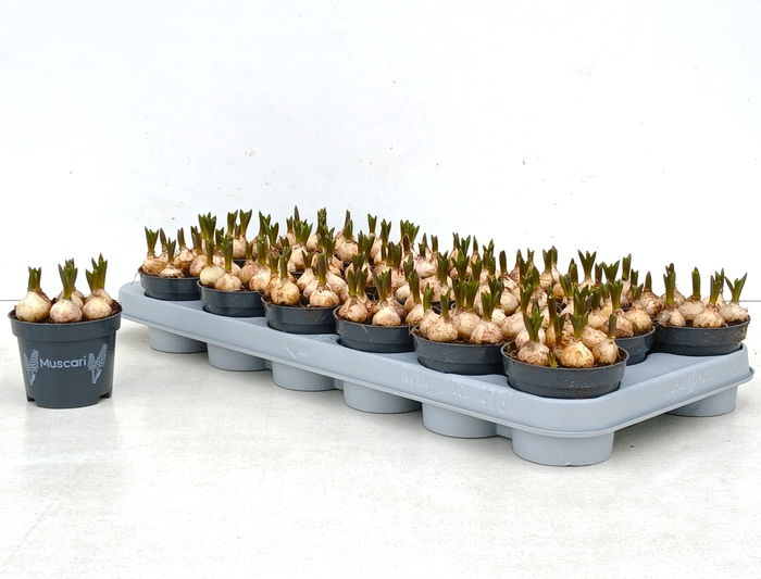 <h4>MUSCAR ARMENIACUM</h4>