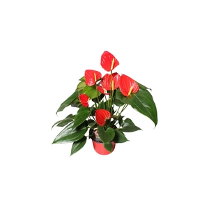 Anthurium XL.73 Hello Merlot 12cm