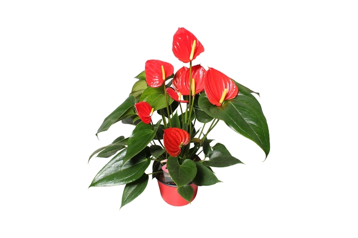 <h4>Anthurium XL.73 Hello Merlot 12cm</h4>