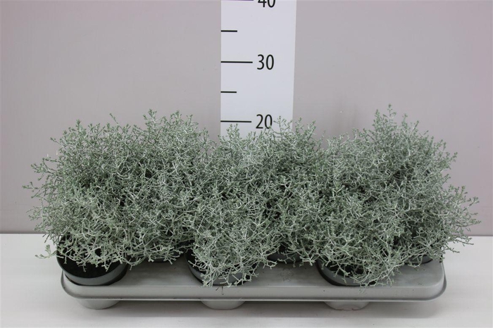 <h4>Calocephalus</h4>