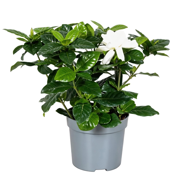 <h4>Gardenia Jasminoides 13cm</h4>