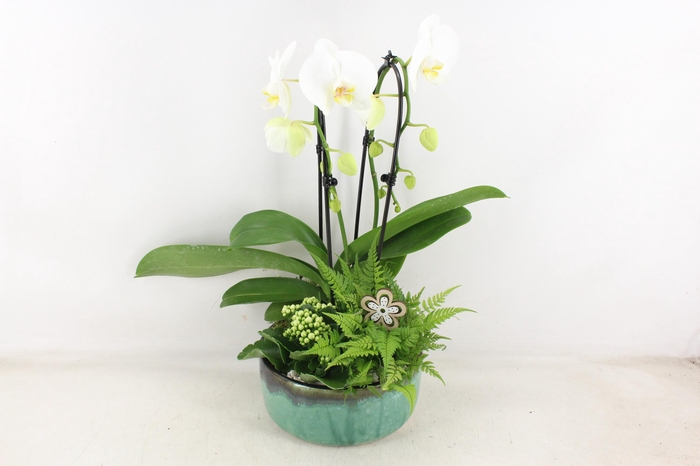 <h4>arr2 PL - Ker. pot verde Phal. 285/3 bloem</h4>