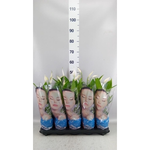 Spathiphyllum  'Alana'