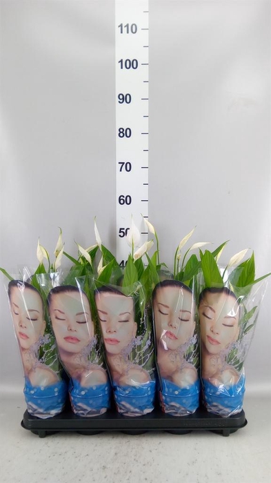 <h4>Spathiphyllum  'Alana'</h4>