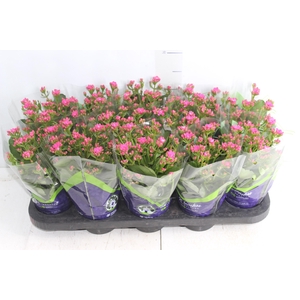 KALANCHOE DOBRADO P11 PINK