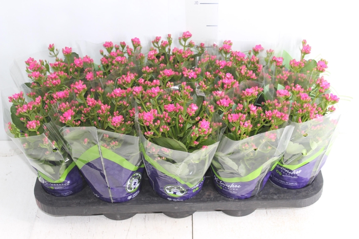 <h4>KALANCHOE DOBRADO P11 PINK</h4>